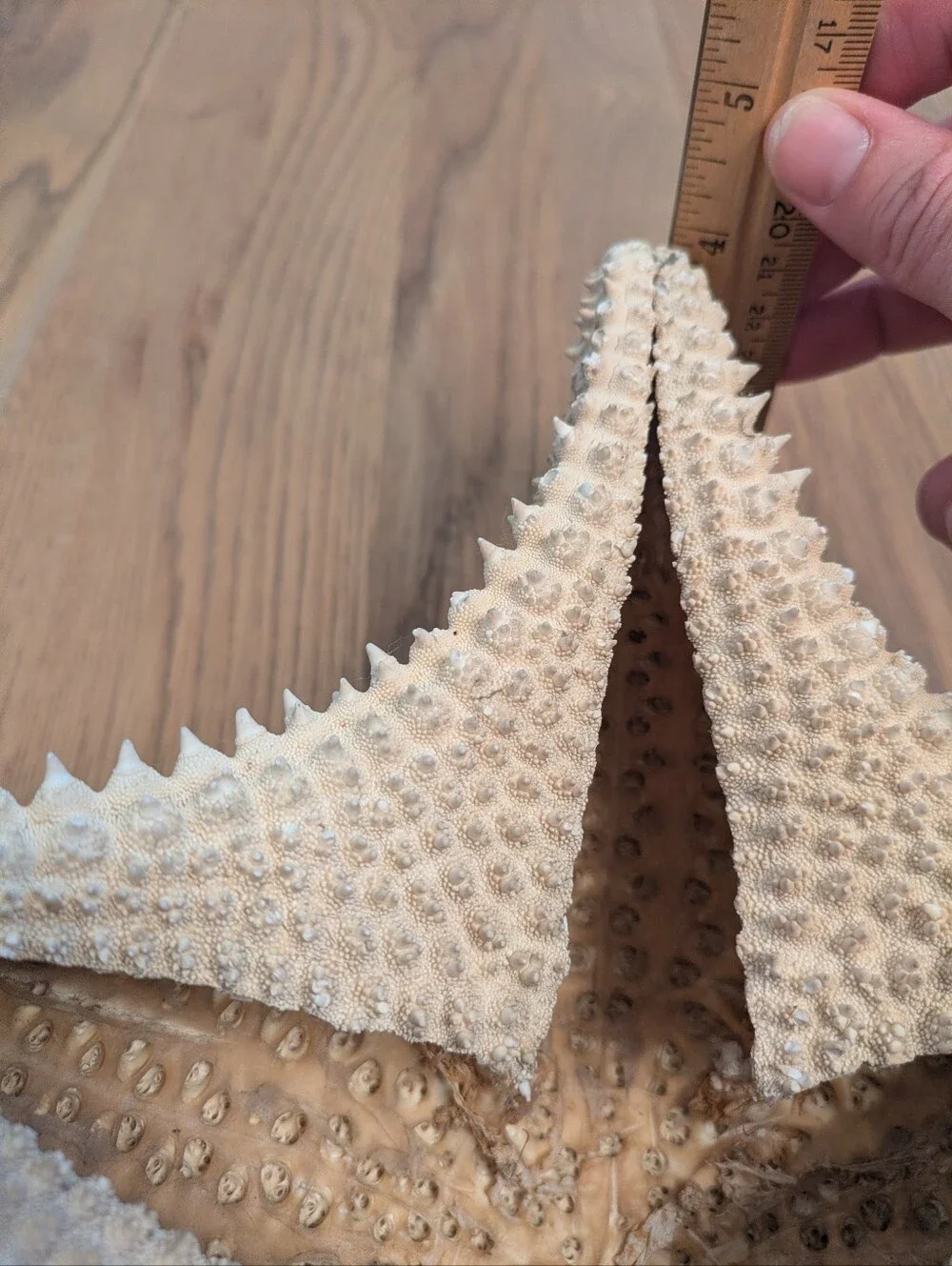 Giant Natural Dried Starfish 12
